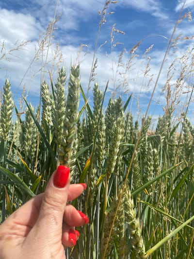 A close-up, outdoor, eye-level, vertical shot captures a hand with bright red nail polish gently touching a stalk of unripe wheat in a field under a blue sky with scattered white clouds. The wheat stalks are green and appear healthy, with some dry, wispy grass interspersed. The background consists of more wheat and sky. The scene suggests a rural setting, possibly in Sachsenheim, Germany, given the typical agricultural landscape.