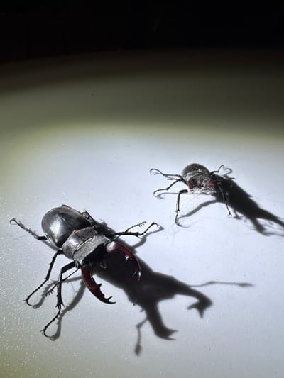Two stag beetles are positioned on a white surface, illuminated by a bright light source, casting distinct shadows. The beetle in the foreground is larger, with prominent reddish-brown mandibles, and is oriented towards the left. The second beetle, smaller and darker, is situated further back and to the right, with its head pointed towards the left. The environment appears to be indoors or in a controlled setting, with a dark, out-of-focus background above the white surface. There is no indication of the location being in Добровское сельское поселение, Ukraine, or any other specific geographical area; the image provides no contextual clues for such identification.