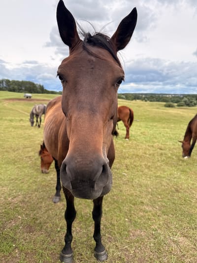 In a grassy field on a cloudy day, a close-up shot focuses on the face of a brown horse. The horse's head is angled towards the camera, with its ears perked and a curious expression. Its large, dark eyes are visible, as is its broad muzzle and nostrils. The horse's brown mane is slightly windswept.
In the background, other horses are grazing in the field. One horse, a lighter brown, is seen from behind, its head down eating grass. Further in the distance, a grey horse is also grazing. In the far distance, a blurry white object is visible, possibly a vehicle or piece of equipment. The landscape appears to be rural, with trees and a distant line of buildings suggesting a town or village on the horizon. The overall impression is one of a peaceful pastoral scene. This is likely located in the rural area of Galinė, Lithuania, given the common occurrence of horses in such landscapes.