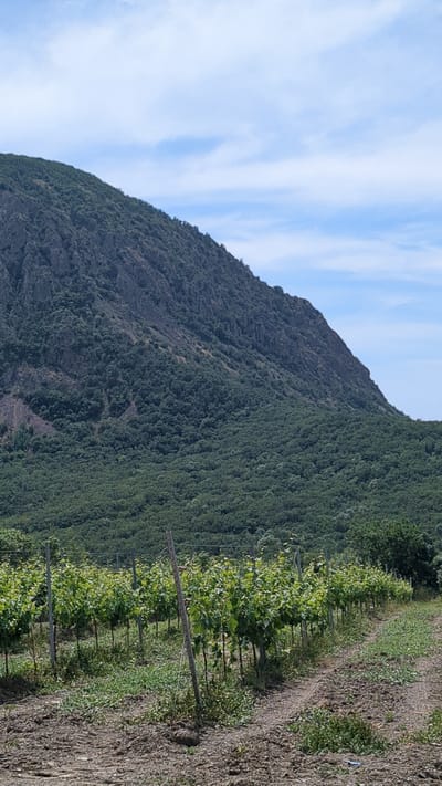 A sunlit vineyard stretches across the foreground of this vertical, outdoor image. The vineyard is comprised of rows of young, green grapevines, supported by wooden stakes and a wire trellis system. The ground between the rows is tilled earth with patches of green weeds and dried grass. Beyond the vineyard, a dense, dark green forest covers the lower slopes of a large, rocky, and barren mountain. The mountain's peak is obscured by a bright blue sky dotted with wispy white clouds. The image captures a tranquil, natural landscape in the city of Lavrovoe, Ukraine.