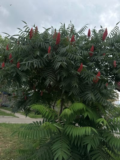 This media file is a vertical, close-up, outdoor photograph of a tree with pinnately compound leaves and clusters of fuzzy, red, cone-shaped fruits, likely belonging to a species of sumac. The tree dominates the frame, with its dense foliage obscuring much of the background. The leaves are a deep green, and some appear to have small water droplets on them, suggesting recent rain.

To the right of the tree, a paved path or road is visible, bordered by green grass. Beyond the path, there are hints of other greenery and possibly some man-made structures, though they are out of focus and partially obscured by the tree. The sky above is overcast and a pale gray, indicating a cloudy or possibly rainy day.

There are no people or specific objects of interest clearly visible, beyond the natural elements of the tree and its surroundings. The activity or event is simply a depiction of a tree in its natural setting. The time of day appears to be daytime, given the ambient light. The location cues suggest an outdoor, possibly suburban or rural environment. There is no visible text in the image. The overall mood of the photograph is natural and somewhat muted due to the overcast sky.