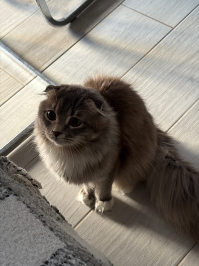 A grey and white cat with folded ears is sitting on a light-colored wooden floor. The cat is facing left, with its head slightly tilted. The cat has large, dark eyes and a fluffy tail. A striped rug is visible in the foreground to the left of the cat. The scene is lit by sunlight, casting shadows on the floor and the cat. The image appears to be taken indoors, with a metal chair leg visible in the background. There are no people or any indication of the city of Vovchynets, Ukraine in the image.