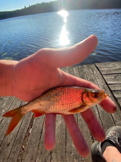 A person's hand holds a small, reddish-orange fish. The fish's scales are clearly visible and shimmering. The hand is positioned over a weathered wooden dock. In the background, a large body of water, likely a lake, reflects the bright sun, which casts a strong glare. The water is calm with some lily pads visible. Trees line the far edge of the lake, suggesting a natural, possibly rural, environment. A shoe is visible on the lower right side of the image, partially obscuring the dock. The scene suggests a fishing activity. The location is identified as Азёрскі сельскі Савет, Belarus.