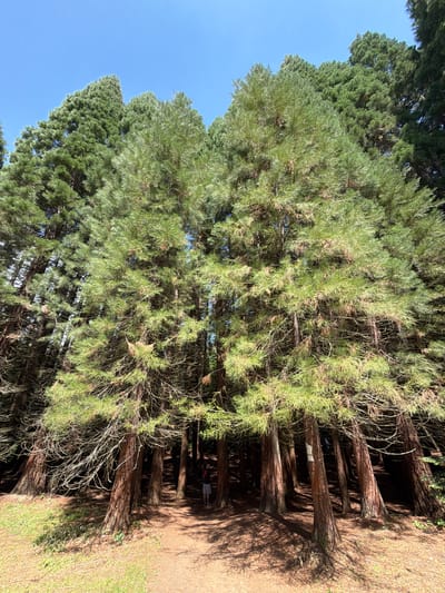 This image depicts a dense stand of tall coniferous trees, likely a redwood or sequoia grove, under a clear, bright blue sky in Bogoslov, Bulgaria. The sun illuminates the upper and mid-sections of the trees, casting long, distinct shadows across the forest floor. The trees feature straight, reddish-brown trunks and dense, green, needle-like foliage, with some lower branches appearing sparser or bare. The ground is covered with a mixture of dry, reddish-brown earth, fallen needles, and some patches of green grass, particularly in the foreground on the left. A solitary individual, partially obscured by tree trunks and shadows, is visible in the middle-right background, wearing a light-colored top and dark shorts, and appears to be walking deeper into the grove. A white rectangular sign or marker is attached to the trunk of a tree on the right side of the image.