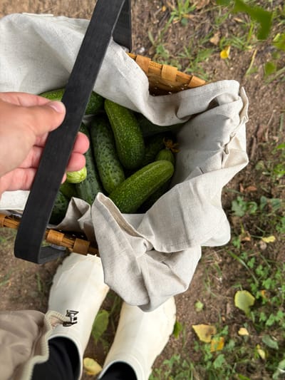 A person's hand is holding the black handle of a woven basket that is filled with freshly picked cucumbers. The basket is lined with a light-colored cloth that spills out over the sides. The cucumbers are various shades of green and have a bumpy texture. In the background, a person is wearing white rubber boots and beige pants. The scene appears to be outdoors, with dirt and grass visible on the ground. There are also a few fallen leaves scattered around. The lighting suggests it is daytime, and the weather seems pleasant for harvesting. The overall impression is one of agricultural activity and abundance. There is no visible text in the image. The location is indicated as the South of Russia.