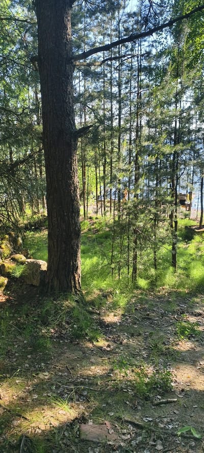 The image depicts a sun-dappled forest floor with a large tree trunk in the foreground, its bark textured and weathered. The ground is covered with fallen leaves, pine needles, and patches of vibrant green grass. Beyond the immediate foreground, a dense stand of pine trees creates a vertical pattern, their needles catching the sunlight. In the background, through the trees, a body of water, likely a lake, is visible. On the shore of the lake, a wooden pier or dock extends into the water. There are no people or animals clearly visible in the image. The scene appears to be a natural outdoor environment, possibly a park or a recreational area, located in Kostyaevka, Russia.