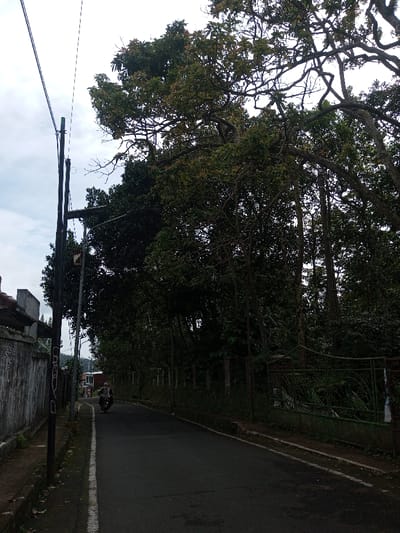A narrow asphalt road runs through a heavily vegetated area, bordered by a gray wall on the left and a fence on the right. Tall trees with dense foliage overhang the road. A person on a motorbike is traveling along the road. Power lines and a utility pole are visible on the left side. The sky is overcast.
