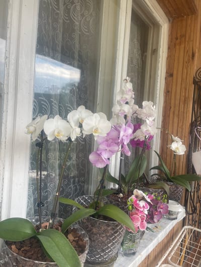The image shows a window with a white frame and a patterned curtain. In front of the window, there are several potted orchids in bloom. The orchids are of various colors, including white, pink, and purple. The pots appear to be made of clear plastic. The window is likely part of a building in Rakitovo, Bulgaria, though the specific location cannot be determined from the image. The wood siding above the window, suggests it is a building with exterior decor.