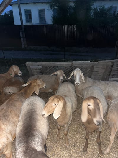 In the city of Karakol, Kyrgyzstan, a herd of sheep is gathered in a pen at dusk. The sheep are of various colors, including white and brown. They are standing on a bed of hay and appear to be resting. The pen is surrounded by a wooden fence, and in the background, there is a white building with two windows. The sky is dark blue, indicating that it is either early morning or late evening. The overall scene is peaceful and tranquil.