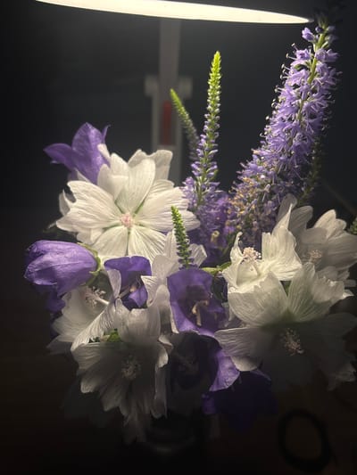 A bouquet of flowers, consisting of white, five-petaled flowers and purple bell-shaped flowers, is illuminated by a bright overhead light. Tall, slender purple flower spikes, with small blossoms, rise above the other flowers. The bouquet is set against a dark background. The image was captured in Misaylovo, Russia.