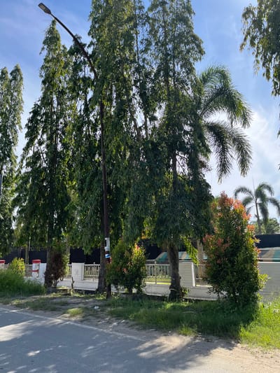 The image depicts a street scene in what appears to be a tropical or sub-tropical region, likely Kota Kuala Simpang, Indonesia, given the lush vegetation and architecture. The photograph is taken at an angle, likely vertical, and is oriented sideways.

The primary subjects are several large trees with dense green foliage, casting shadows on a paved road and a grassy verge. A tall lamppost with an LED light fixture is visible on the left side of the image, leaning slightly. In the background, there are glimpses of buildings with white exteriors and decorative railings, suggesting residential or commercial properties. A palm tree with distinctive fronds is also visible, as is a smaller bushy plant with reddish-pink new growth.

The scene is set outdoors during daylight hours, with clear blue skies and bright sunlight filtering through the leaves. The weather appears to be pleasant, with no indication of rain or harsh conditions. The overall mood is serene and natural, highlighting the interplay of light, shadow, and greenery. There is no discernible activity or event taking place; it is a static snapshot of the environment. No text is visible in the image.