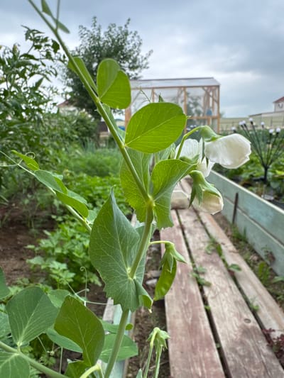 The image depicts a close-up view of a pea plant with white flowers and developing pods. The plant is in focus in the foreground, with its vibrant green leaves and delicate blossoms. In the background, a wooden walkway or raised garden bed runs horizontally across the frame. Beyond that, a greenhouse structure with a wooden frame and translucent roofing is visible, suggesting a cultivated garden setting. The sky is overcast and cloudy. The scene appears to be outdoors in a garden environment, likely in the village of Michurinskoye, Russia, given the provided location context. There are no people or animals visible in the image. The overall impression is one of a peaceful, rural or suburban garden in bloom.