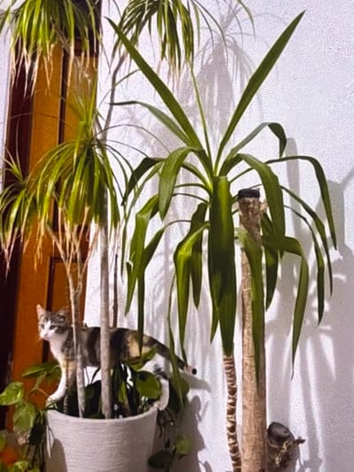 A tabby and white cat is peeking out from behind a tall plant in a planter. The cat is standing in the planter, looking to the left. The planter is white and has a textured surface. The plant has long, green leaves that hang down. Behind the plant, a white wall is visible with shadows of the plant on it. A wooden doorframe is visible to the left of the plant. The scene appears to be indoors, possibly in a residential setting in Iquique, Chile.