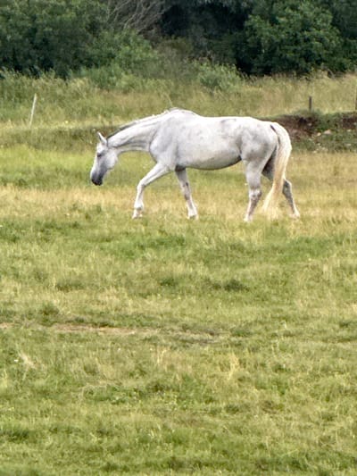A white horse with a flowing mane and tail stands in a grassy field. The horse is facing to the left and appears to be grazing. The field is covered in tall grass with some patches of yellow flowers. In the background, there is a line of trees and a dirt path. The sky is not visible in the image. The scene appears to be a natural landscape, likely a rural area. The city of Bendoriai, Lithuania is known for its scenic countryside and agricultural lands, making this a plausible setting.