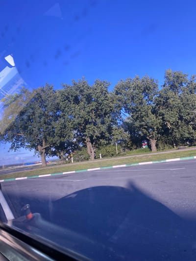 The image displays a clear blue sky above a row of large, leafy trees. In front of the trees, a road with white and green markings is visible, suggesting it is a divided highway or a road with a median. The foreground shows a reflection on a surface, possibly a car window, with a shadow cast on the road. The scene appears to be in an outdoor, possibly semi-urban or rural, setting. The location is specified as Zaglyadovka, Russia.