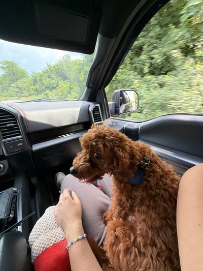 The image shows a dog riding in a car. The dog is a medium-sized, brown, curly-haired breed, possibly a poodle mix. It is wearing a collar with a tag. The dog is looking towards the camera with its tongue slightly out. The interior of the car is visible, including the dashboard, a side mirror, and part of a person's arm and lap. The person is wearing a beaded bracelet. Outside the car, trees and a blue sky are visible through the windows, suggesting it is daytime and likely fair weather. The scene appears to be a road trip, possibly in a rural or suburban area given the greenery. There is no visible text in the image. The image is taken from a slightly elevated angle, looking down into the car.