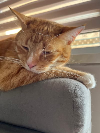 An orange tabby cat is resting its head on the back of a grey upholstered chair. The cat has its eyes partially closed and appears to be sleepy or relaxed. Its paws are tucked underneath its chin, and one white paw is visible resting on the chair's edge. The background consists of horizontal blinds, with light filtering through them, creating a warm, diffused illumination. The scene is likely an indoor setting, possibly a living room or bedroom. There is no discernible connection to Zabrze, Poland, as no location-specific details are present in the image.