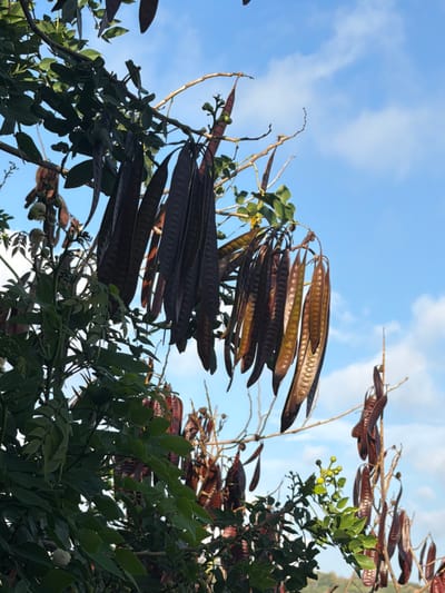 Seed pods of varying shades of brown hang from branches against a partly cloudy sky. The pods are long and flat, with visible segments. Green foliage is interspersed among the branches, creating a contrast with the dark pods. The branches and leaves appear to be part of a tree or shrub, with some dead branches also visible.