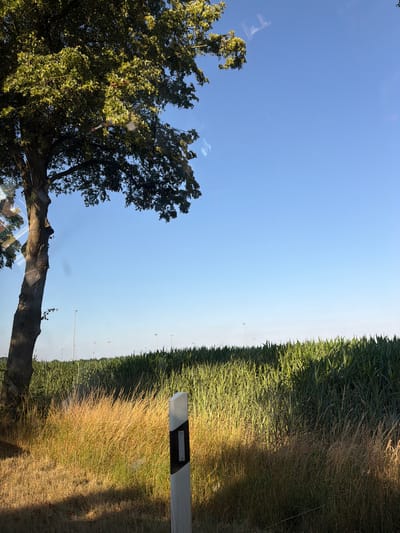 This is an outdoor, eye-level shot of a roadside scene in Kleve, Germany, on a clear day. On the left, a large tree trunk stands tall with its branches extending upwards and to the right, casting a shadow on the ground. In the foreground, dry, golden grass covers the ground, transitioning to a lush green cornfield in the mid-ground. A white post with black reflective stripes, commonly used as a roadside marker, stands in the dry grass. In the background, several tall, white lampposts are visible in the distance, suggesting the presence of a road or urban area. The sky is a clear, bright blue. The image appears to be taken through a window, as evidenced by faint reflections on the left side.