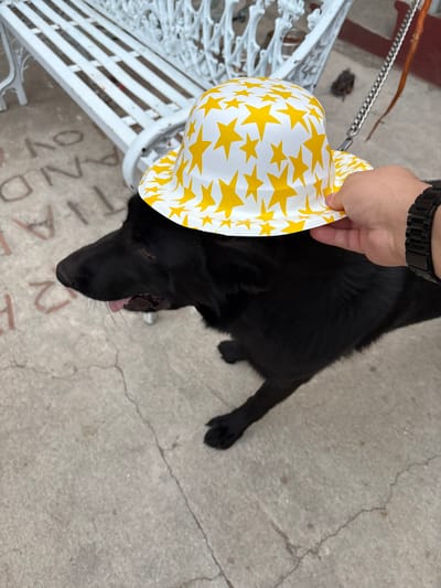 The image displays an outdoor scene in the city of Chamilpa, Mexico. A black dog, appearing to be a large breed, is positioned with its head turned to the left, mouth slightly open with a pink tongue visible. A white hat with a yellow star pattern is placed on the dog's head. A human right hand, wearing a dark-colored wristwatch, is holding the hat. In the background, a white, ornate metal bench with a slatted seat and decorative backrest is partially visible. The ground is a light gray concrete surface exhibiting cracks and faint, light-colored lettering, including "AND" and "TIA". A metal chain leash is partially visible in the upper right quadrant of the image.