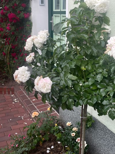 The image shows a close-up view of a rose bush with white and pinkish-white flowers and dark green leaves, angled from the top right to the bottom left. The bush is supported by a horizontal wooden stake that is secured with a white zip tie. In the background, to the right of the rose bush, there is a wall with a textured, gray, speckled pattern. To the left of the rose bush, a white wall with a green window frame and some electrical fixtures is visible. Below the rose bush, a patch of red roses is seen, and a brick walkway runs along the bottom of the image. Scattered on the walkway are a few fallen white petals. The lighting suggests it might be daytime, possibly overcast, as there are no strong shadows. The scene appears to be an outdoor garden setting next to a building, likely in a residential area. There is no visible text in the image.
