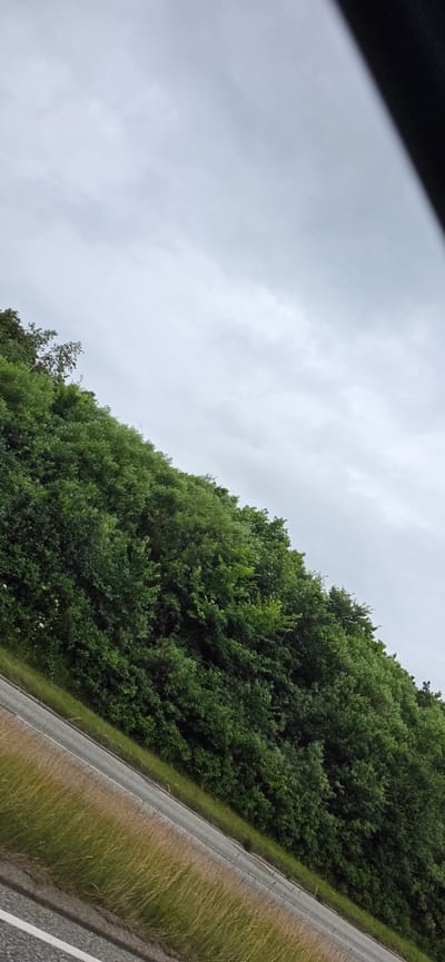 The image captures a landscape scene with a dense, green tree line on a slope, bordering a road. The sky above is overcast and cloudy. The lower portion of the image shows a paved road with a grassy shoulder. The scene appears to be a roadside view, likely in a rural or suburban area, given the abundance of vegetation and the presence of a road. There are no people or discernible human activity visible in the frame. The overall impression is one of a natural, undeveloped environment alongside a transportation route. The location in Esbjerg, Denmark, is not visually evident from the image itself.