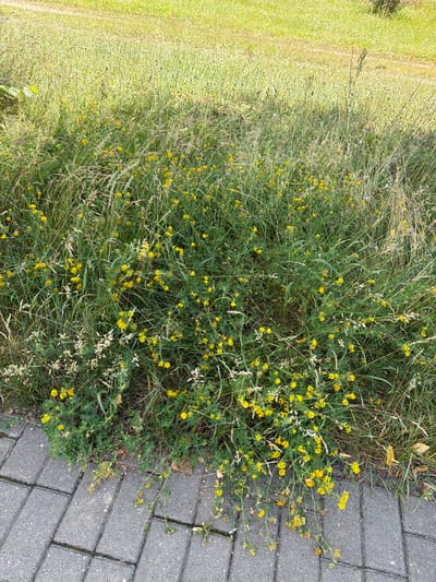 The image shows a patch of green grass with small yellow flowers, growing next to a paved walkway made of grey rectangular bricks. The grass is dense and appears to be slightly overgrown in places, with some dried stalks mixed in. The yellow flowers are small and numerous, dotting the green foliage. The walkway is well-maintained, with clear lines between the bricks. To the left of the grass is a lighter green area, possibly a lawn or another patch of grass, which is out of focus. The lighting suggests it is daytime, with soft sunlight illuminating the scene. There are no people or animals visible in the image. The overall scene depicts a natural area bordering a man-made path, likely in a park or urban green space. The setting appears to be Mahilyow, Belarus.