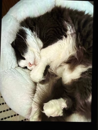 A black and white cat is curled up asleep in a plush white cat bed. The cat's fur is long and fluffy, with patches of dark brown and white. Its head is tucked into its body, and its paws are curled around its face. The cat bed is circular and appears to be made of a soft, padded material. It is placed on a surface that appears to be a rug with a striped pattern. The background is out of focus but suggests an indoor setting. The image is taken from a high angle, looking down at the sleeping cat. There is no information available about the location in the city of Mokpo-si, South Korea.