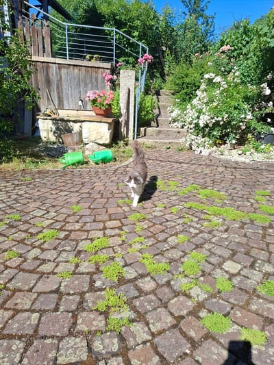 A small, fluffy, grey and white cat is walking on a cobblestone patio in Klettgau, Germany. The cat is in the foreground, facing towards the camera, with its tail raised. The patio is made of dark red and grey cobblestones, with patches of green vegetation growing in between them. In the background, there is a wooden fence, a stone structure with a potted plant, and stairs leading up to a lush green garden with pink and white roses. Two green watering cans are visible on the left side of the patio. The sun is shining, casting shadows on the ground.