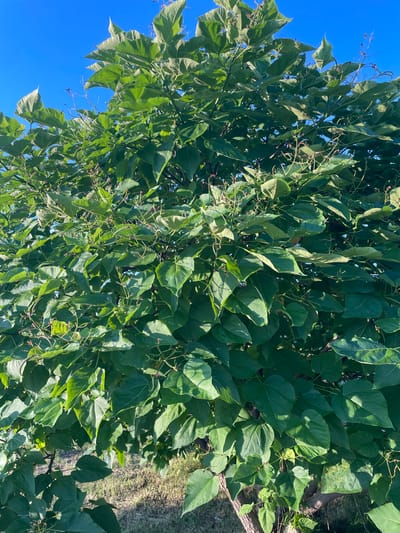 The image is a close-up, eye-level shot of a lush green tree canopy against a clear blue sky. The leaves are large, heart-shaped, and a vibrant green, with some showing slight variations in shade and texture due to sunlight. Thin, dark branches are visible interspersed among the foliage, and some small, developing seed pods or flower buds appear to be present on delicate stems. The lower portion of the image reveals a glimpse of the tree's trunk and branches, with dry grass and a hint of earth visible beneath. The overall impression is one of a healthy, full-grown tree in an outdoor setting, likely in a rural or semi-rural environment given the natural ground cover. The location is Cîșlița-Prut, Moldova.
