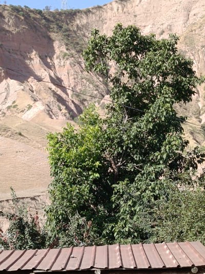 This is a photograph taken in the city of Gulbog 1, Tajikistan. The foreground features a close-up of a weathered, corrugated metal roof with a reddish-brown hue. The roof is angled and appears to be part of a structure at ground level. Behind the roof, the midground is dominated by lush green trees with dense foliage. One large tree is prominent in the center, with smaller trees and bushes clustered around it. In the background, a steep, arid hillside rises dramatically. The hillside is characterized by pale brown, rocky terrain with visible erosion patterns. Sparse vegetation, appearing as small green patches, is scattered across the slopes. A high-voltage power line with insulators stretches across the midground, passing behind the trees. The sky above is clear and blue. The overall scene depicts a rural or semi-rural environment with natural and man-made elements.