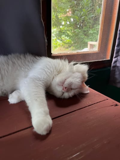 A white Persian cat is sleeping on a red wooden surface. The cat is positioned on its side, with its head resting on its paws. The surface appears to be a table or deck, with visible wood grain and some wear. In the background, there is a window with a screen, showing lush green foliage outside. A purple curtain is visible on the right side of the frame. The scene suggests a peaceful domestic setting, likely in a residential area of Pai, Thailand, where such natural elements are common.