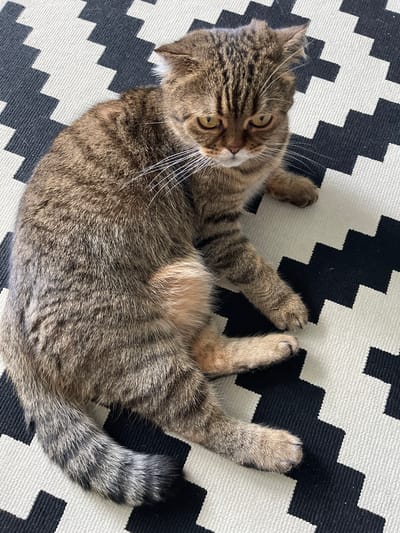 A tabby cat is lying on its back on a black and white zigzag patterned rug. The cat's fur is a mix of brown, black, and grey tabby stripes. Its eyes are yellow and it is looking up and to the left. The cat's front paws are extended upwards, and its hind legs are bent. Its tail is curled up on its right side. The lighting suggests it is daytime. The rug is the only visible object besides the cat, and its pattern covers the entire frame of the image. The setting appears to be indoors. There is no visible text in the image.