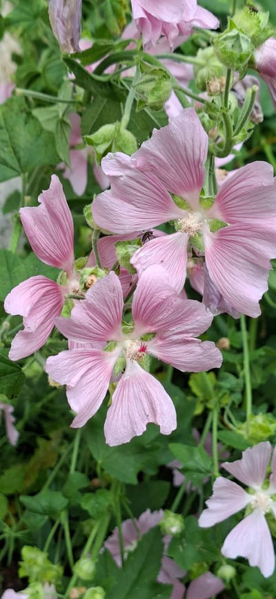 The image is a close-up, eye-level shot of several light pink hollyhock flowers with green leaves and buds in the background. One of the flowers in the center has a small black fly on one of its petals. The flowers are in various stages of bloom, with some fully open and others still closed as buds. The background is a blur of green foliage, suggesting a garden setting. The scene appears to be outdoors on a cloudy day, as indicated by the soft, diffused lighting. There is no indication of the location being in Kohatu, Estonia.