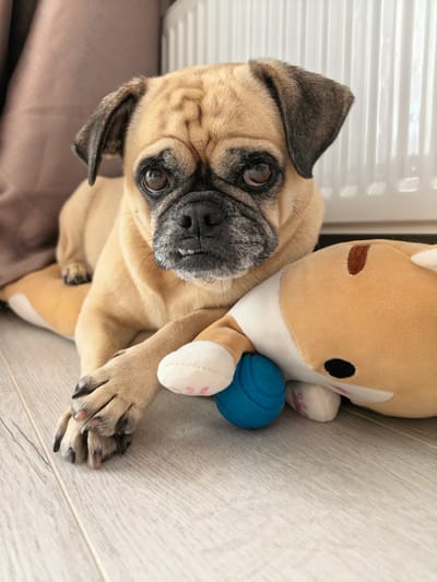 An adult pug dog is lying on the floor next to a stuffed toy. The dog is facing the camera and has its front paws resting on the toy. The dog has light brown fur, a black nose, and dark eyes. The stuffed toy is tan and white with a blue ball. The floor is made of light-colored wood. The background is blurred, but appears to be a curtain and a radiator.