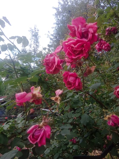 The image shows a bush of pink roses with green leaves, with trees in the background. Some of the roses are in full bloom, while others are wilting or have already faded. The image appears to be taken outdoors on a cloudy day. The location is identified as Talgar, Kazakhstan. There are no people or visible text in the image. The scene is a natural one, focusing on the beauty and lifecycle of the roses.