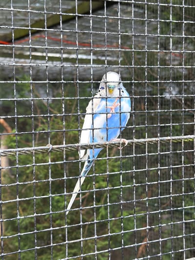 A blue and white budgerigar is perched on a wire inside a wire cage. The bird's head is tilted slightly, and its beady eyes are visible. The bird's left foot is raised, and its claws are clearly visible. The background of the image is out of focus, but appears to be a natural environment with trees and foliage. The cage is made of thick wire mesh and is supported by metal posts. The image is taken from a slight angle, looking into the cage. The scene is forensic in nature, with the bird appearing to be in captivity. The location is not specified in the image but is noted as being in Helmond, Netherlands.