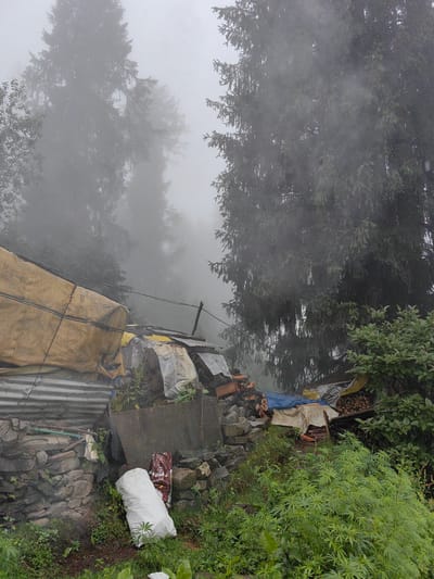 The image depicts a scene in Aleo, India, characterized by a dense fog enveloping tall evergreen trees. In the foreground, there is a makeshift structure with a corrugated metal roof and a large yellow tarp, suggesting it may be a temporary shelter or storage area. Scattered around the structure are various objects, including what appears to be construction materials, firewood stacked neatly, and plastic sheeting. A large white bag and a dark red bag, possibly containing rice, are visible on the ground amongst stones and green foliage. The overall atmosphere is one of a rustic, possibly damp, and overcast environment, typical of mountainous regions in fog.