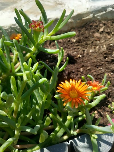 A close-up, eye-level, outdoor shot shows a succulent plant with green, fleshy leaves and bright orange flowers. The plant is in a gray pot, partially visible in the bottom right corner, filled with dark brown soil. Several orange flowers are in bloom, with one prominent flower in the foreground, its petals radiating outwards. Another smaller orange flower is visible behind it. A single flower bud, with red-orange tips, is also present higher up on the plant. The background consists of brown soil and a textured, light-colored surface, possibly a wall or raised planter edge. The lighting suggests a sunny day, with shadows cast by the plant onto the pot. The scene is located in Άγιος Νεκτάριος, Greece.