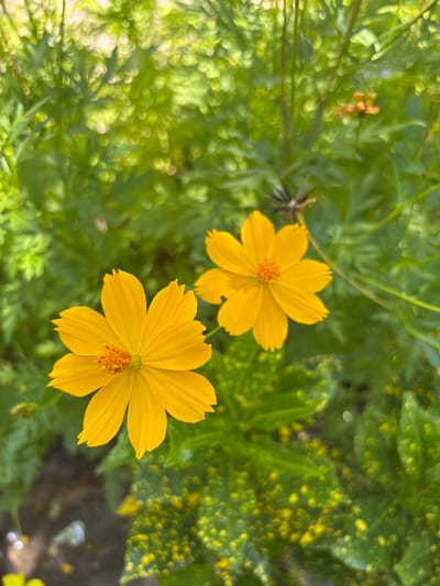 In Vĩnh Lương, Vietnam, two bright yellow cosmos flowers are in full bloom, their delicate petals unfurling against a backdrop of lush green foliage. The flowers are positioned in the foreground, with the left bloom slightly larger and closer to the viewer. The petals of both flowers are a vibrant yellow, radiating outwards from a central, textured orange core. The leaves behind the flowers are a deep green, some with a speckled yellow pattern, creating a soft, blurred effect that draws the eye to the vibrant blossoms. Sunlight filters through the leaves, creating a bokeh effect of shimmering circles of light throughout the scene, adding a sense of depth and natural beauty to this Vietnamese garden.