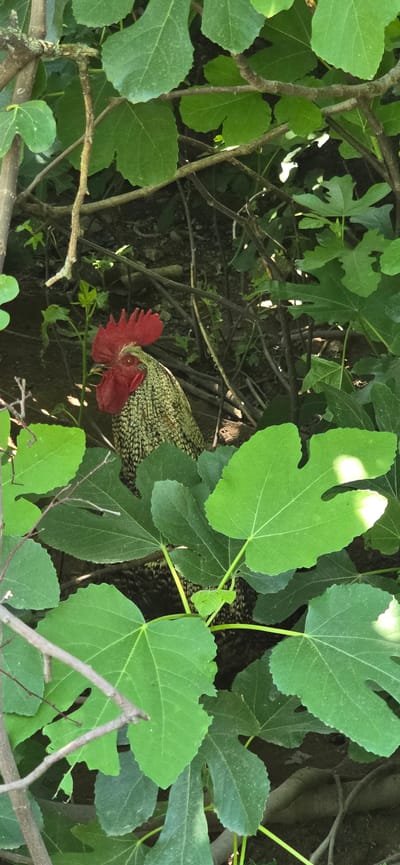 A rooster is partially obscured by dense green foliage and numerous bare branches. The upper body of the rooster is visible, featuring a prominent red comb and wattle on its head, and its visible feathers display a pattern of green and black speckles. The surrounding vegetation consists primarily of large, multi-lobed green leaves, consistent with fig leaves, intermingled with slender brown branches and twigs. The background reveals dark, earthy ground with some visible stones and debris. The scene is naturally lit, casting some bright highlights on the leaves and creating shadows among the branches. The image depicts a rural or garden setting in Partizanin, Bulgaria.
