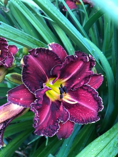 In Radomyshl, Ukraine, a close-up, vertical, eye-level shot captures a dark purple daylily in bloom, speckled with numerous water droplets, suggesting recent rain. The flower's ruffled edges are a deeper shade of purple, bordering on black, with a striking yellow center where black stamens are visible. The surrounding foliage consists of long, vibrant green leaves, also glistening with water. The background is a soft blur of more green leaves. The lighting appears natural, likely overcast given the dew on the petals, creating a slightly diffused illumination. The image's composition is centered on the daylily, with other parts of the flower and buds partially visible on the left side, and the green leaves framing the subject. The overall impression is one of natural beauty and freshness after a rainfall.