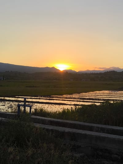 The image captures a serene sunset over a rural landscape, likely in Malwatar, Indonesia. The sky transitions from a pale yellow near the horizon to a soft, light gray at the top. The sun, a bright orange disc, is partially obscured by the silhouette of a distant, undulating mountain range.
In the mid-ground, tiered rice paddies are visible, reflecting the warm glow of the setting sun. The paddies are arranged in horizontal bands, with some appearing flooded, creating horizontal lines of light and dark. A small, blue metal water gate structure is situated in the foreground, on the left side of the frame, partially submerged in shallow water.
The foreground is dominated by dense green vegetation and tall grasses, with concrete structures running horizontally across the bottom of the image. These structures appear to be part of a pathway or a border, with rough textures and a weathered appearance. The overall impression is one of tranquility and natural beauty at the end of the day. There are no people visible in the image.