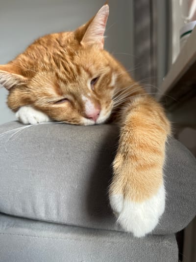 An orange tabby cat is resting on a gray cushion. The cat's head is on the cushion, with its eyes partially closed. One of its paws is extended over the edge of the cushion. The background is blurred, but appears to be an indoor setting with a light-colored wall and a window. There is no indication of the city of Zabrze, Poland in the image.