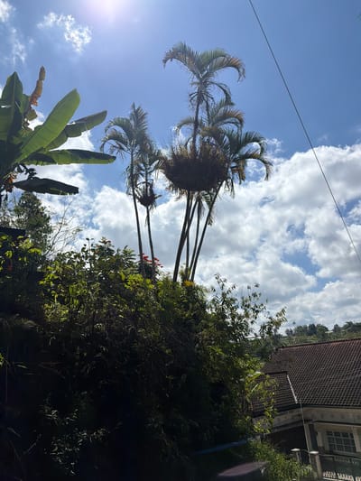 In Baturiti, Indonesia, a vibrant natural scene unfolds under a bright, cloudy sky. Lush green foliage, including large banana leaves and dense bushes, dominates the foreground. Towering palm trees, some with unusual growths near their crowns, reach towards the sky. In the background, a traditional tiled roof house with a white facade and decorative pillars is partially visible, nestled amidst the verdant landscape. Overhead, a telephone wire stretches across the frame, bisecting the clear blue sky dotted with fluffy white clouds. The sun's bright rays cast a warm glow on the scene, highlighting the textures of the leaves and the building.