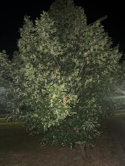 A large, leafy tree with numerous small, light-colored blossoms stands in the dark. The tree is illuminated by an unseen light source, casting a faint glow on its foliage. The ground beneath the tree is covered in dry leaves and dirt. In the background, the sky is black, indicating nighttime. A dark, unidentifiable object, possibly a pole or branch, extends from the upper right corner of the frame, partially obscured by the tree's leaves. The image appears to have been taken outdoors, possibly in a park or rural area, in Egorlykskaya, Russia, judging by the provided location context.