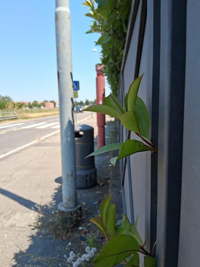 A close-up, overhead shot shows green leaves hanging from a branch against a dark, ribbed surface. The leaves are varied in shape and size, with some appearing smoother and others more textured. The branch is thin and reddish-brown. Below the leaves, a grey metal pole with rust spots runs horizontally across the frame. In the background, out of focus, is a light blue sky and a hint of a road with white lines. There are also glimpses of distant buildings and trees, suggesting an outdoor, possibly urban or suburban, setting. A red cylindrical object and a dark grey cylindrical object are also visible in the mid-ground. The lighting suggests it is daytime, with bright sunlight.