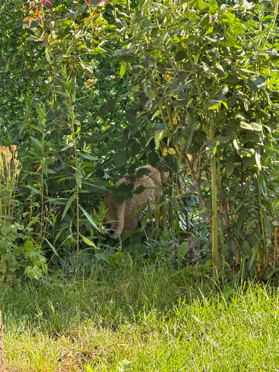 A light brown, medium-sized mammal, possibly a raccoon, is partially visible amongst dense green foliage in what appears to be a garden or natural overgrown area. The animal is facing to the right, with its head lowered, suggesting it is foraging or investigating the ground. The environment is characterized by lush green grass in the foreground and a thicket of plants, including tall stalks and leafy bushes, in the background. Sunlight filters through the leaves, creating dappled light and shadow. The location is identified as Yurukovo, Bulgaria.