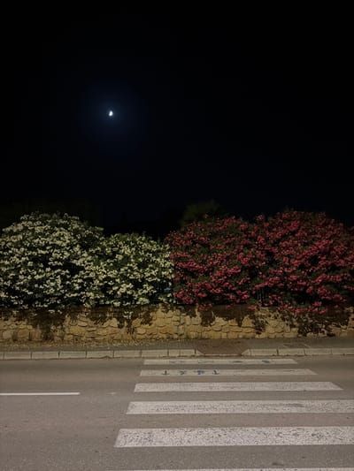 This is a nighttime photograph taken in Rotes, Spain, featuring a crosswalk in the foreground and a stone wall adorned with two large bushes of flowering oleander plants behind it. The bush on the left is covered in white flowers, while the bush on the right is filled with pink flowers. The sky is dark, with a sliver of the moon visible. The scene depicts a quiet, potentially residential street illuminated by artificial light, casting shadows from the bushes onto the stone wall and pavement. There are no people or vehicles present in the image.