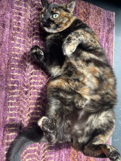A tortoiseshell domestic cat is observed lying on its back, exposing its belly, on a textured purple rug. The animal's fur displays a mottled pattern of black, brown, and cream/tan patches. Its eyes are open and green, directed towards the upper left quadrant of the frame. All four paws are curled inwards and upward, with visible paw pads. The tail, primarily dark, extends towards the lower left. The rug exhibits a distinct woven pattern in shades of purple and lighter beige. A dark, flat surface is partially visible along the right edge of the frame, adjacent to the rug. The scene is situated in Fraccionamiento y Club de Golf los Encinos, Mexico.
